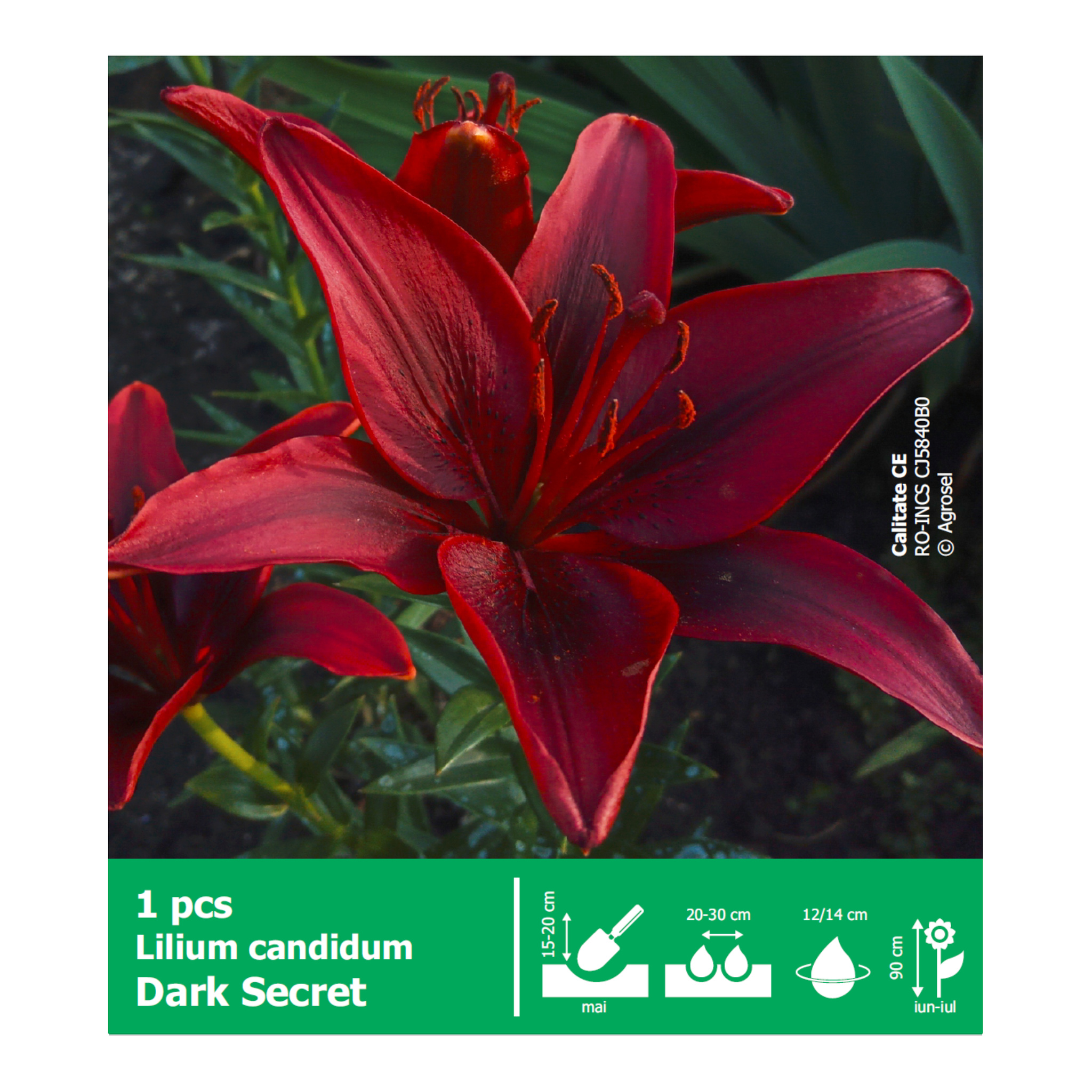 Crin Dark Secret