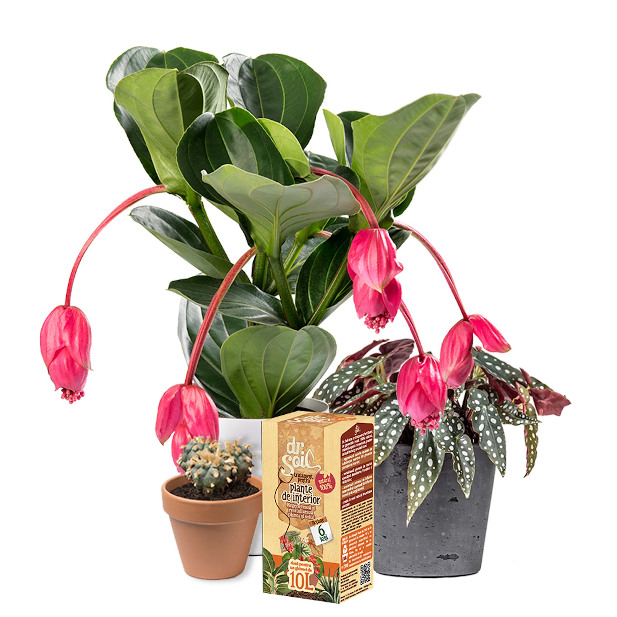 Tratament pentru plante de interior, 0.15 L Dr. Soil