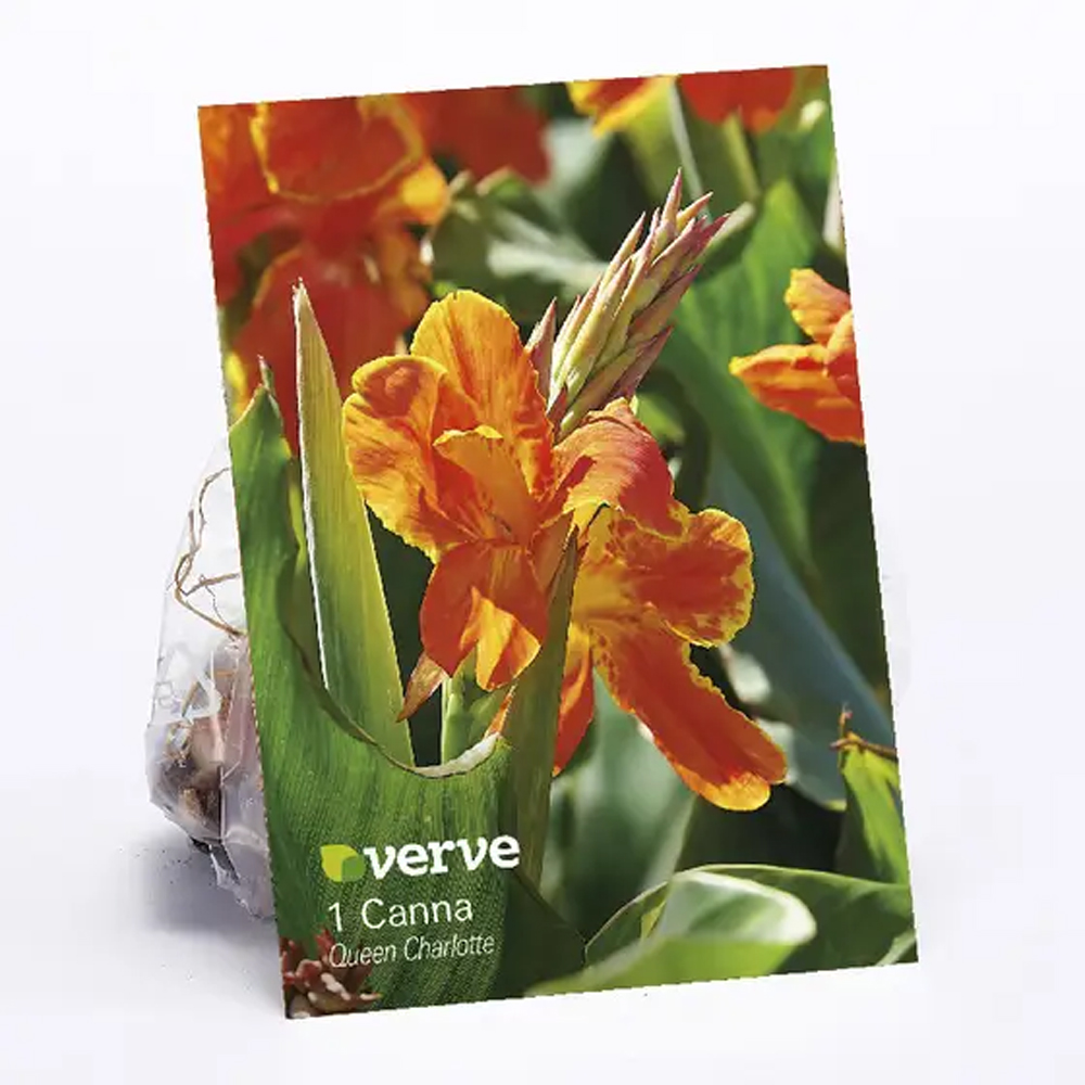 Bulb Canna Regina Charlotte VERVE, portocaliu