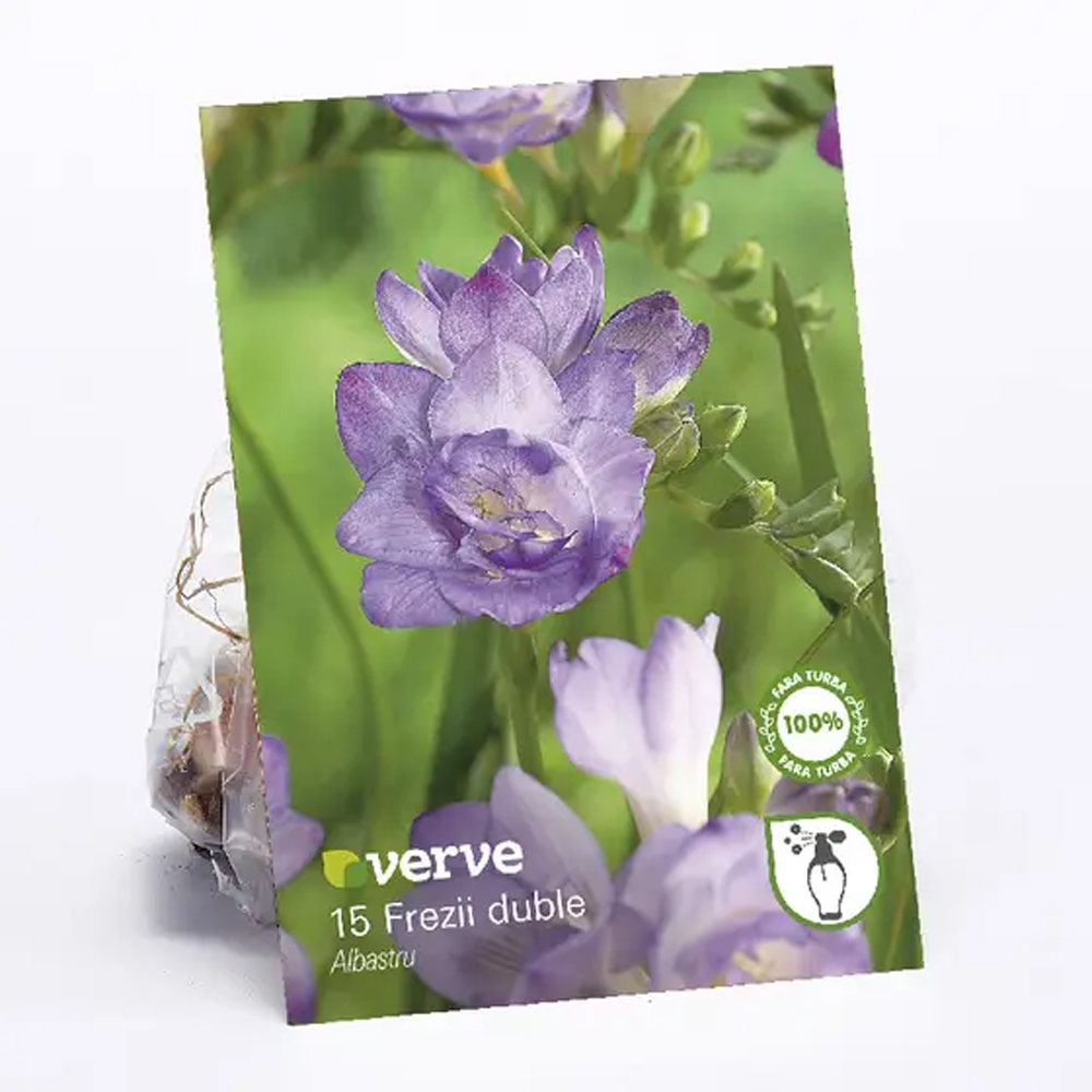 Bulbi Frezie VERVE, albastru