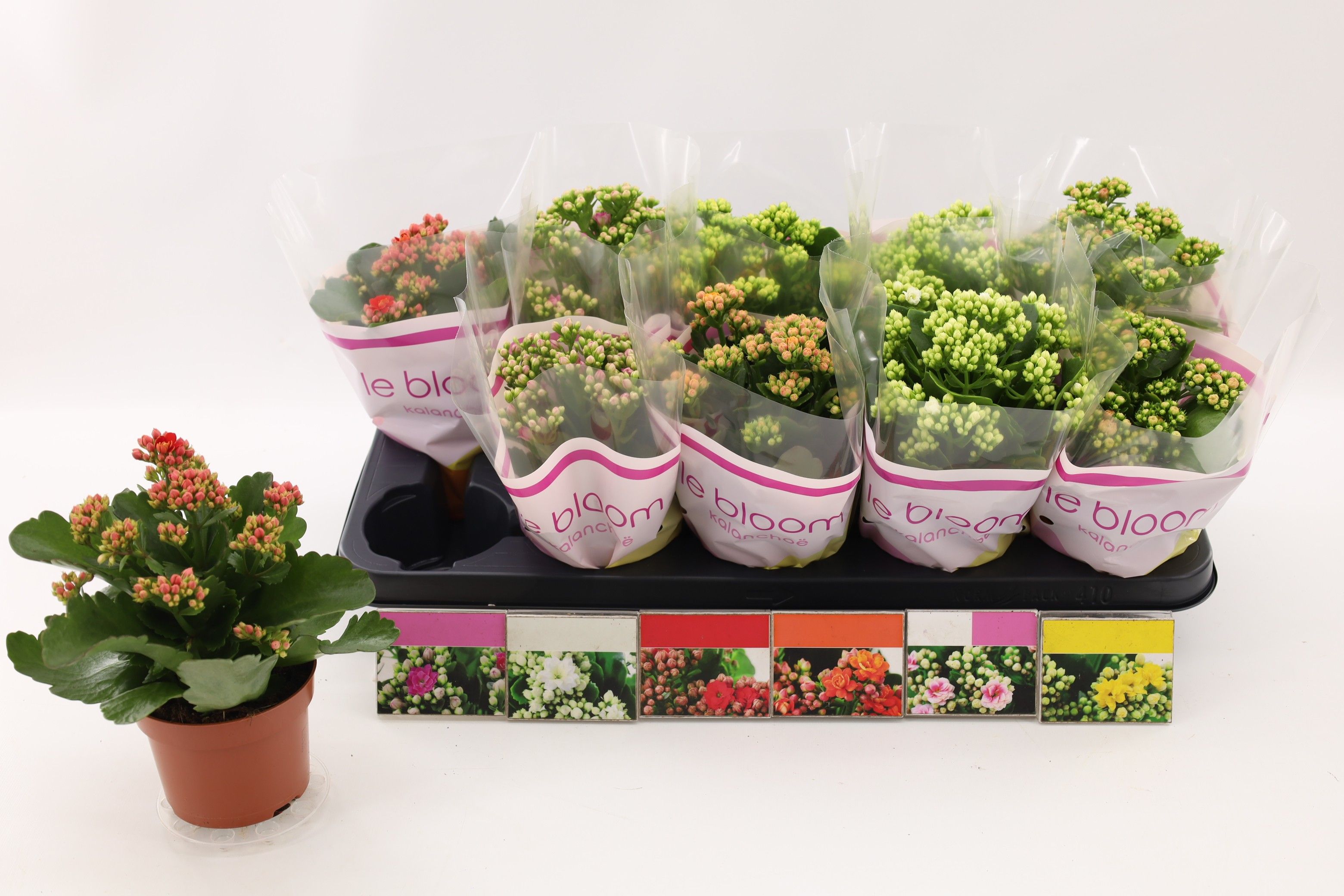 Mix dublu Kalanchoe