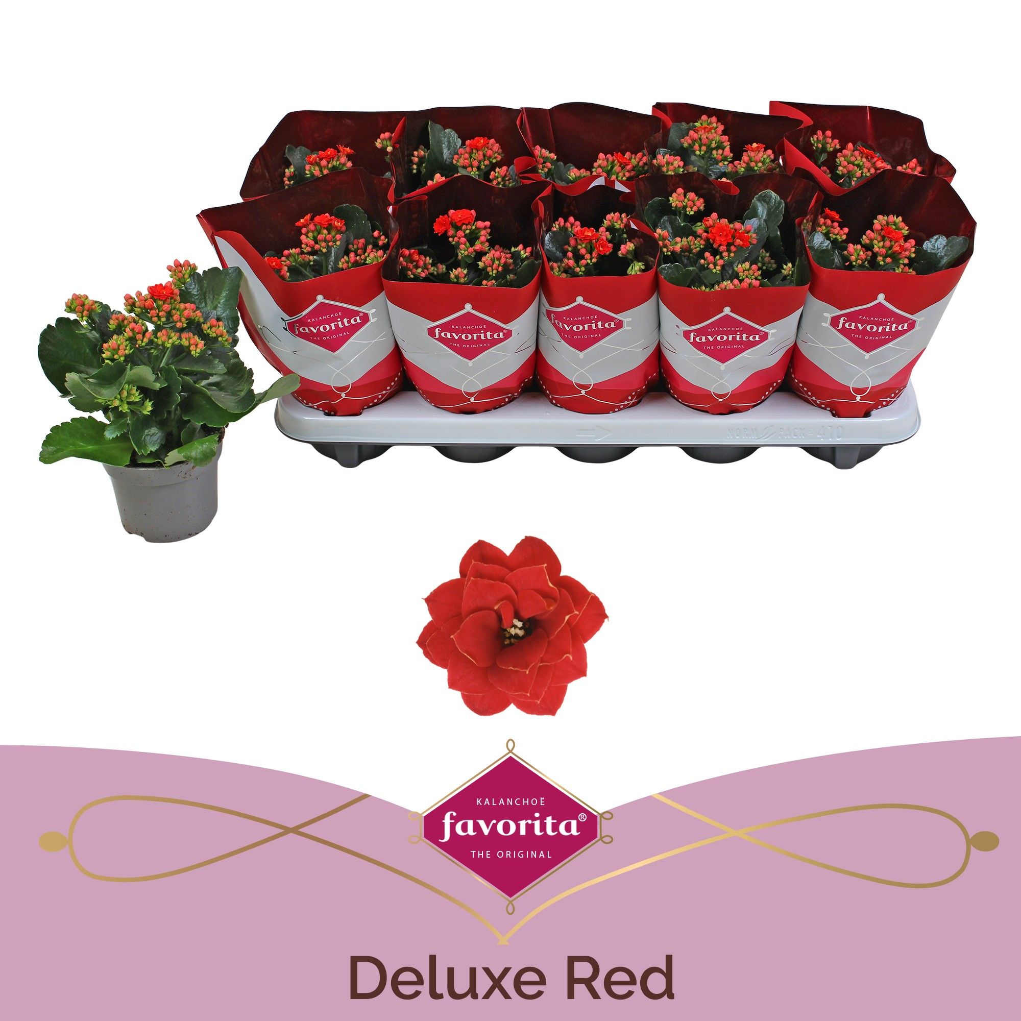 Mix dublu Kalanchoe, rosu