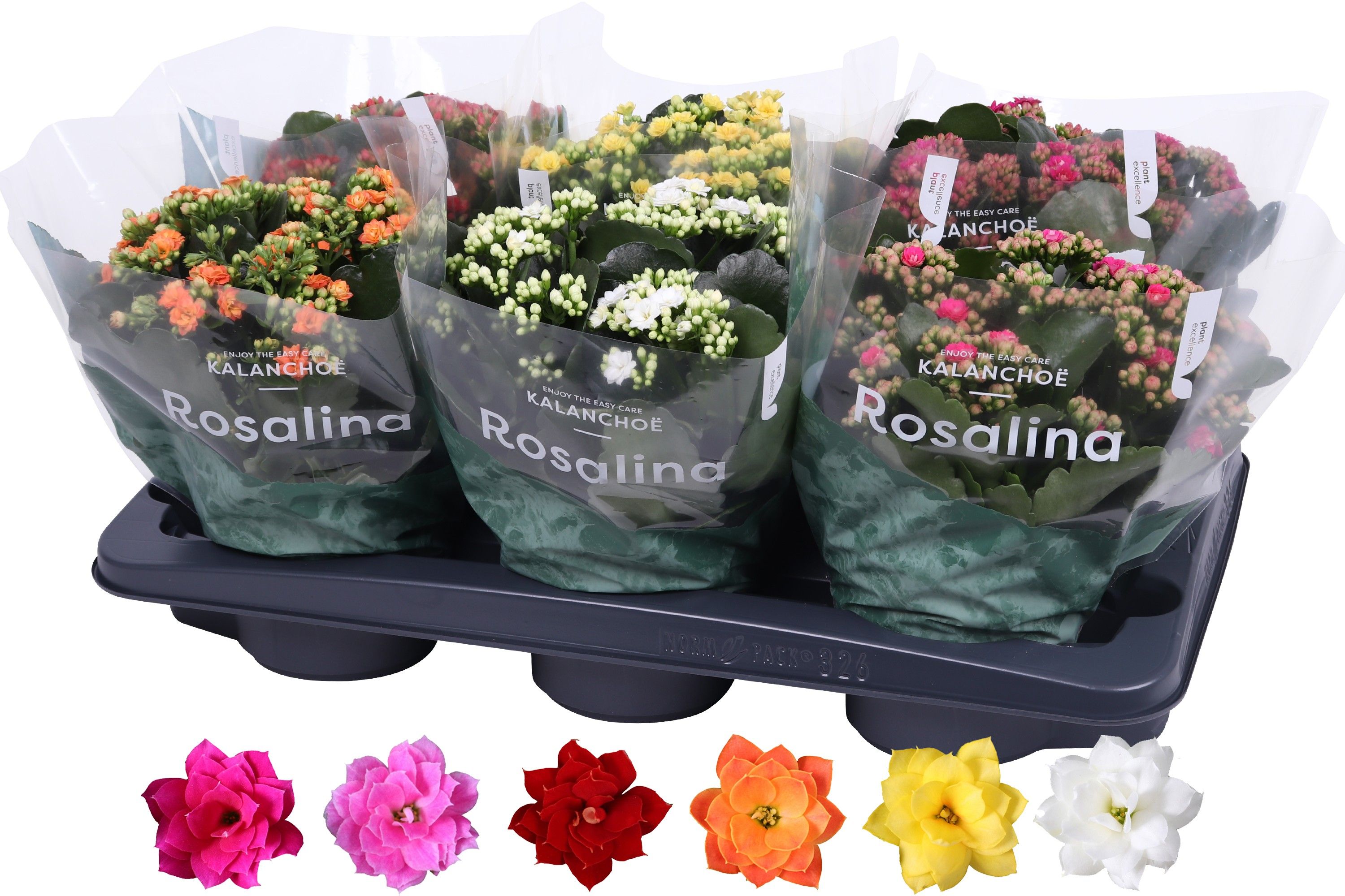 Mix dublu Kalanchoe Caladiva