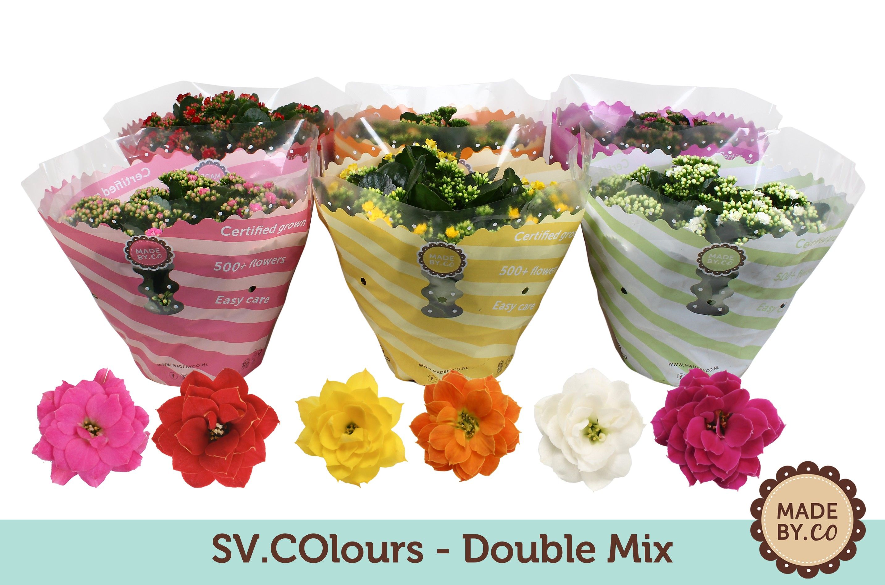 Mix dublu Kalanchoe Calandiva, 27 cm