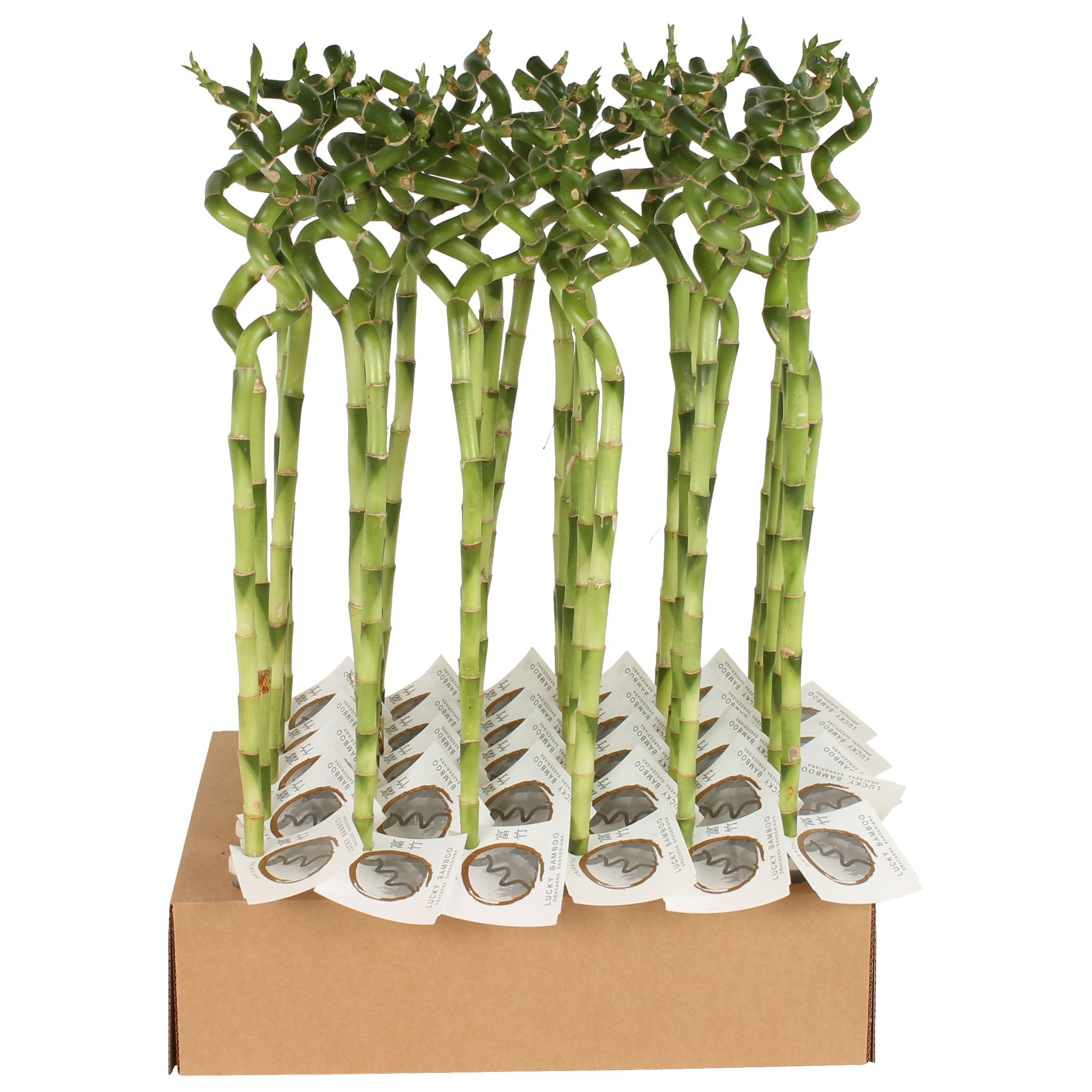 Bambus Lucky, spirala, 60 cm