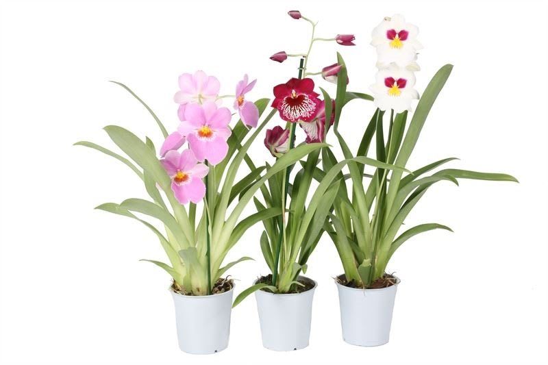 Mix Miltonia, 1 tija, in ghiveci