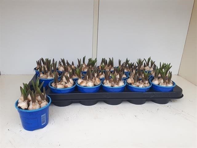 Muscari Albastra