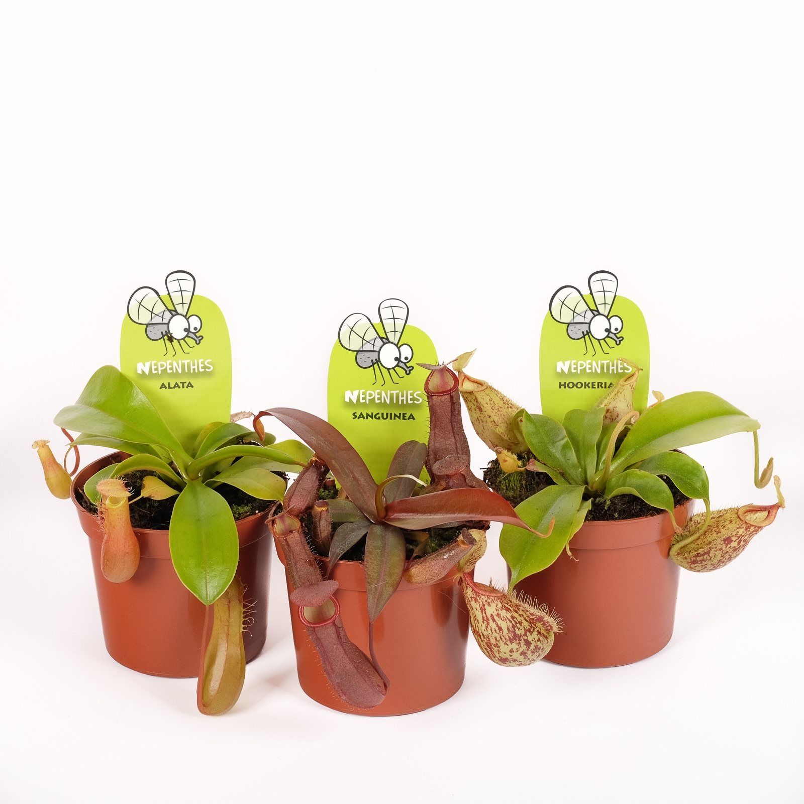 Mix planta carnivora, in ghiveci, 10 cm