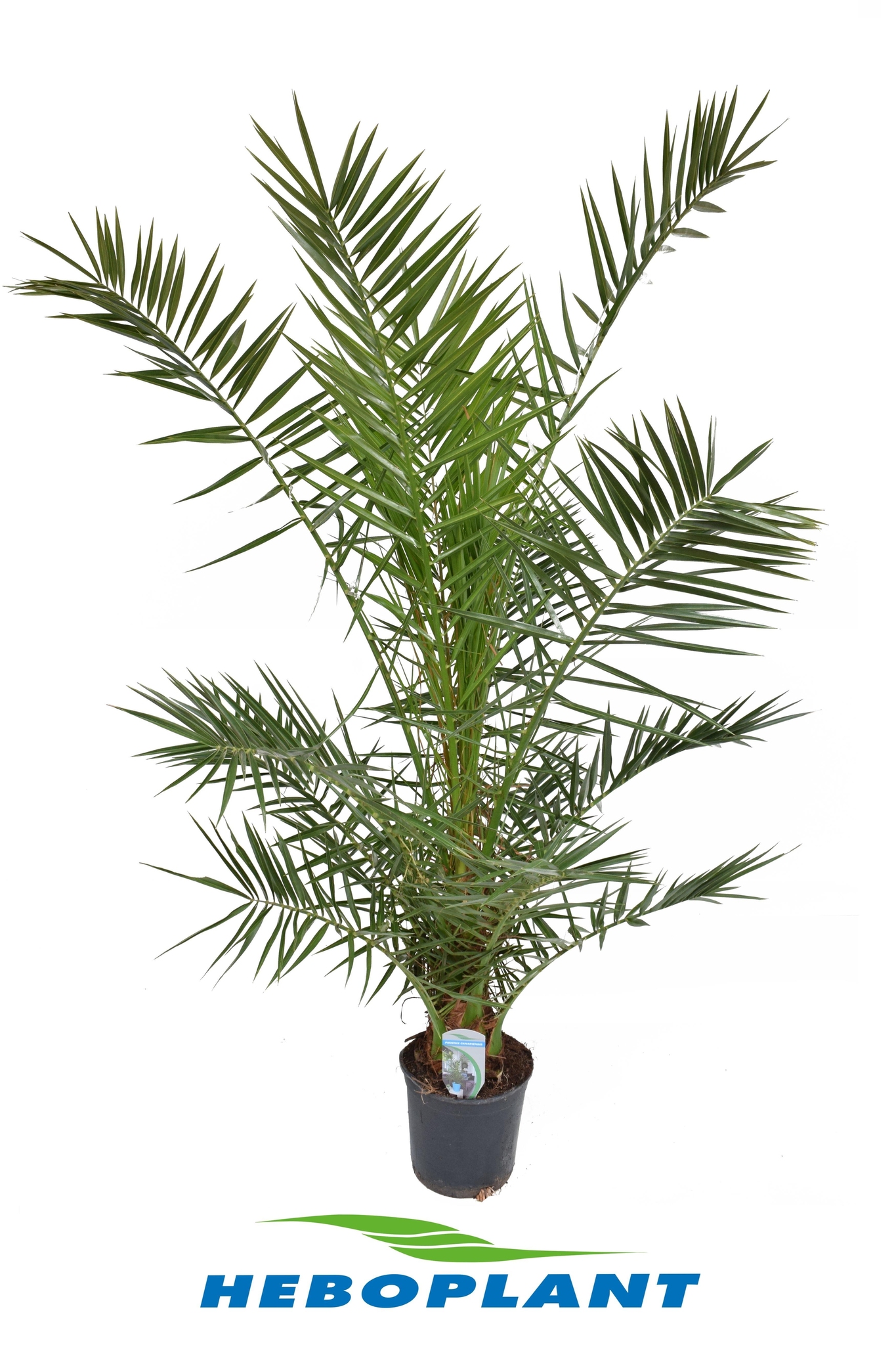 Palmier Phoenix Canariensis, 60 cm