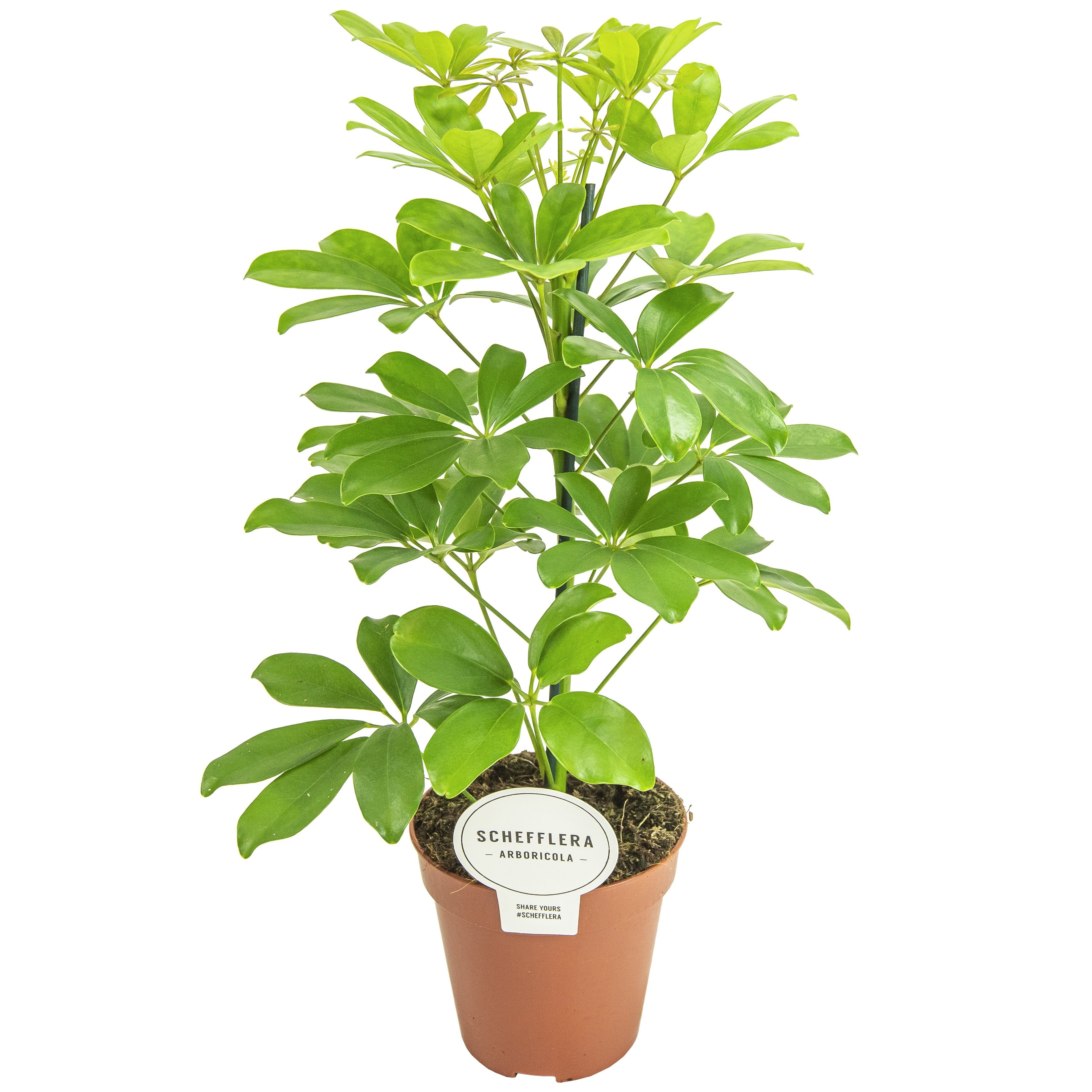 Arbore Umbrela, in ghiveci, 45 cm