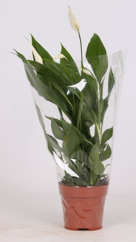 Crinul pacii, in ghiveci, 25 cm