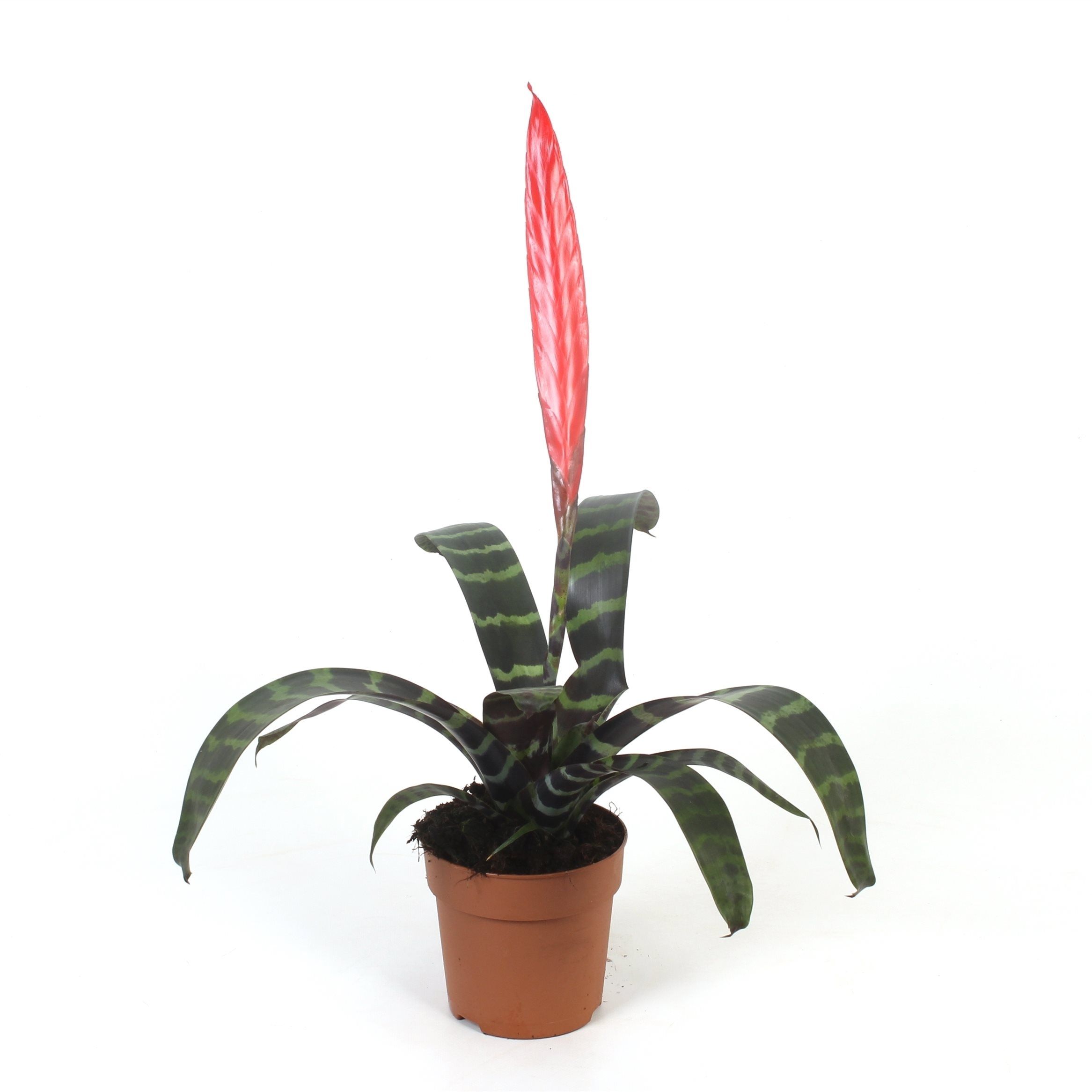 Vriesea Splenriet