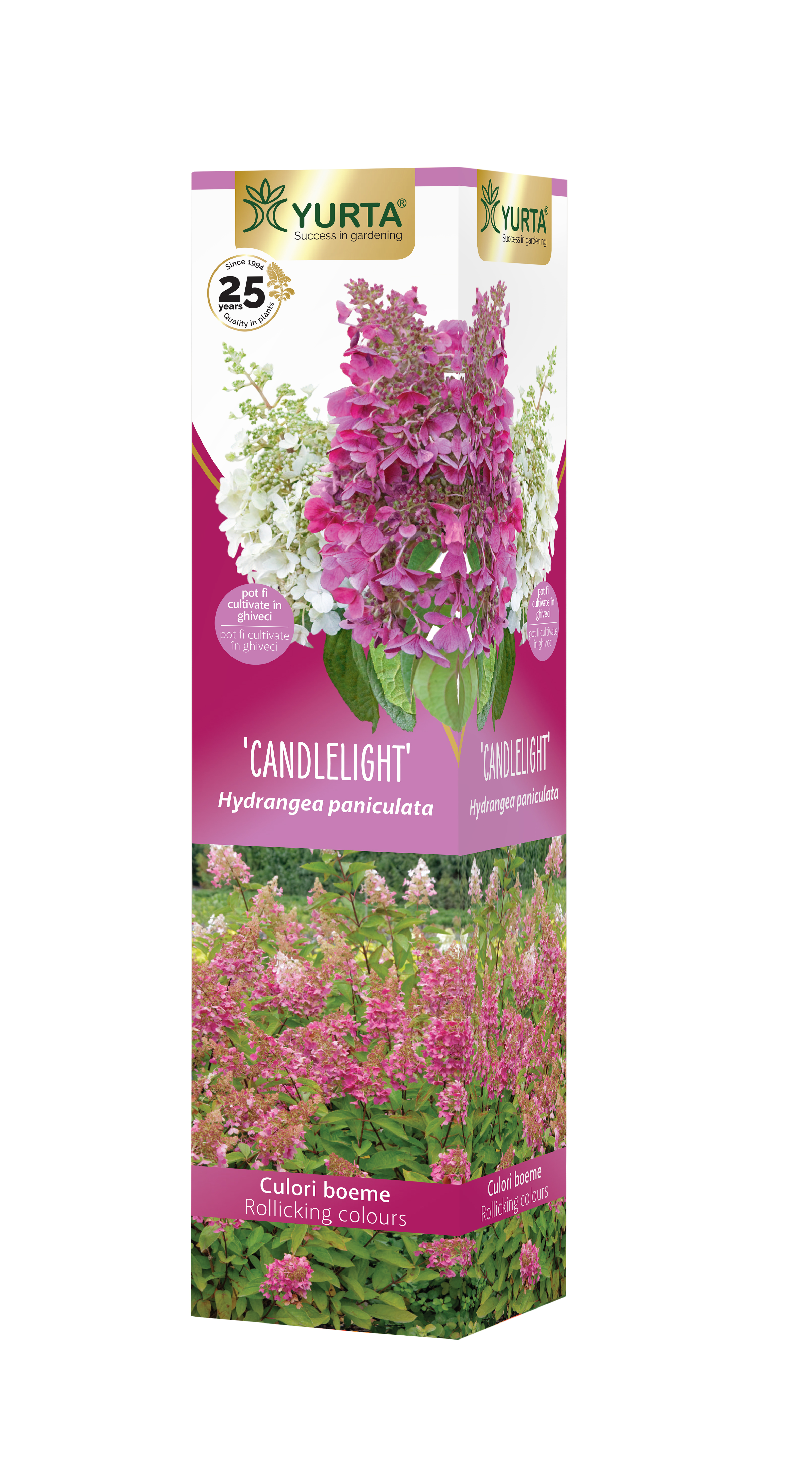 Hortensie Premium