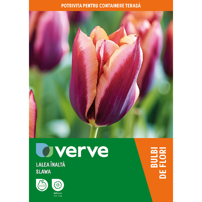 Bulb VERVE Lalea Burgandy Peach Muvota, multicolor