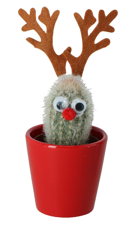 Cactus asortat, 5.5 cm