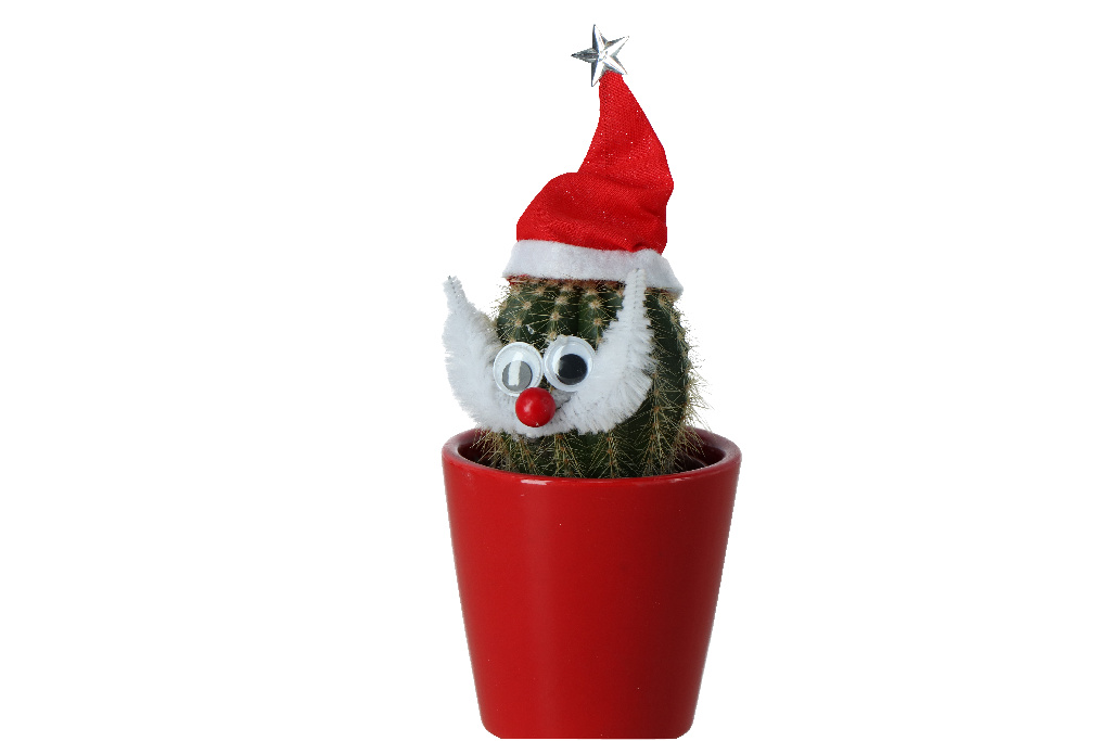 Cactus Santa asortat, 5.5 cm