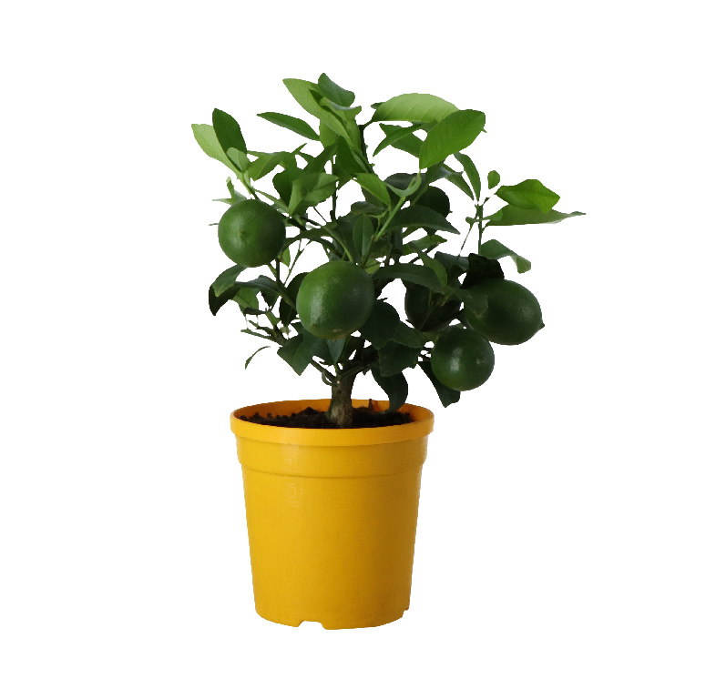 Mini lamai, 14 cm