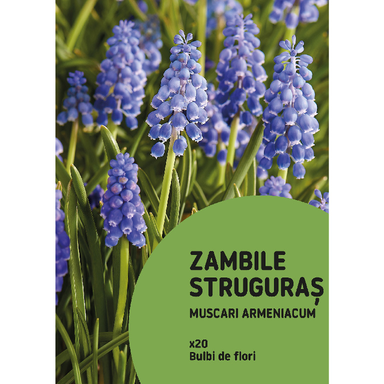 Bulbi zambile Struguras VERVE, 20 bucati