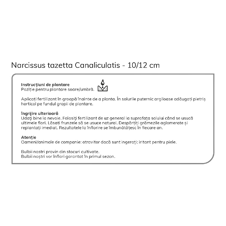 Bulbi Narcisa Canaliculatus Pitic, 10 bucati