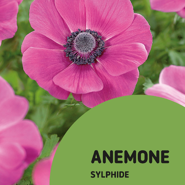 Bulbi anemone Sylphide VERVE, 15 bucati