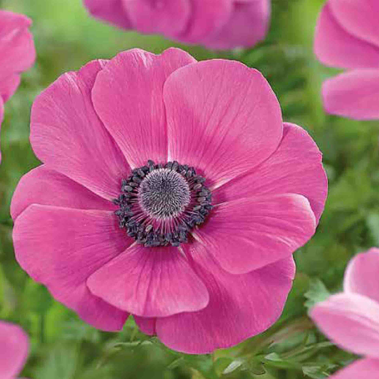 Bulbi anemone Sylphide VERVE, 15 bucati