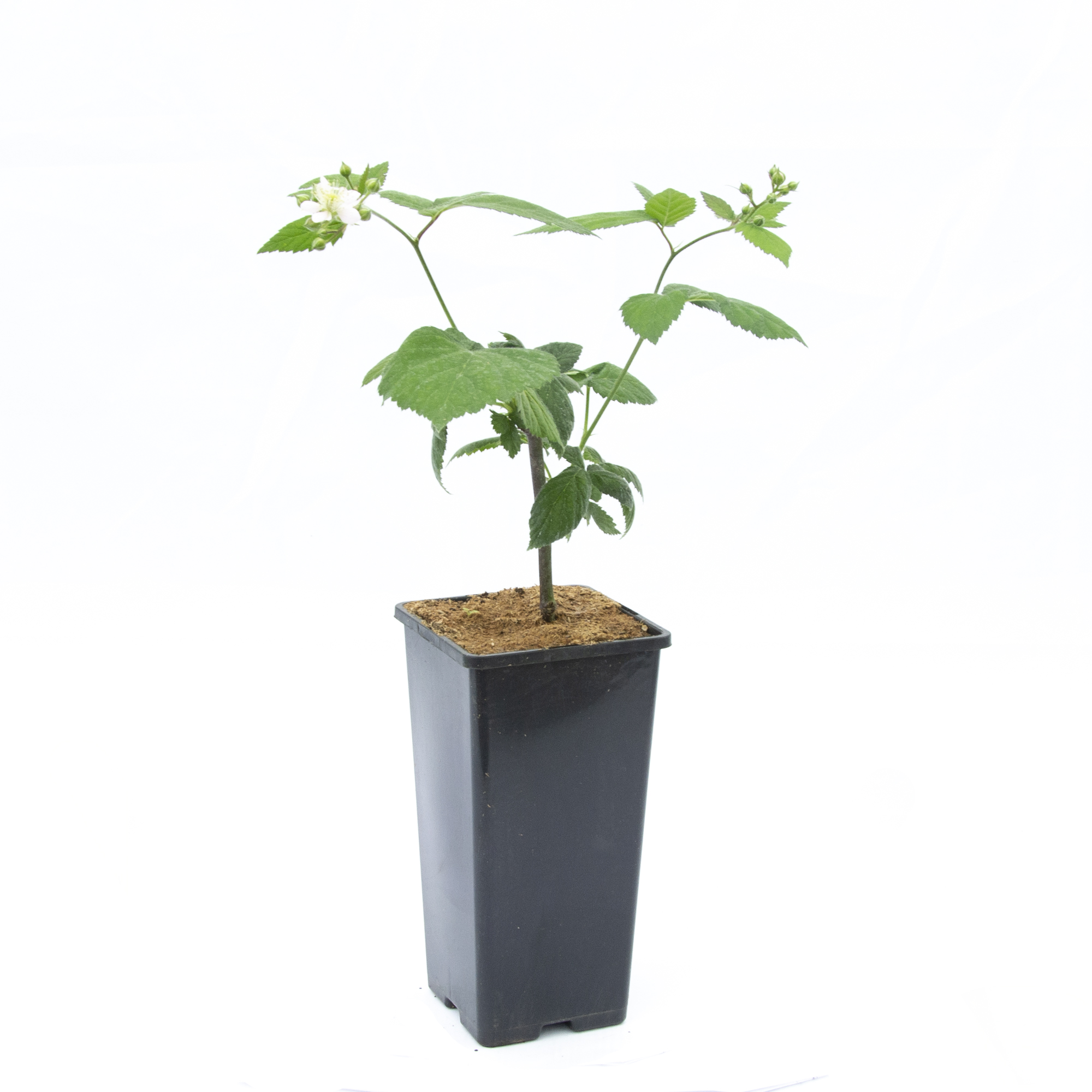 Mix arbusti fructiferi la ghiveci, 2 L