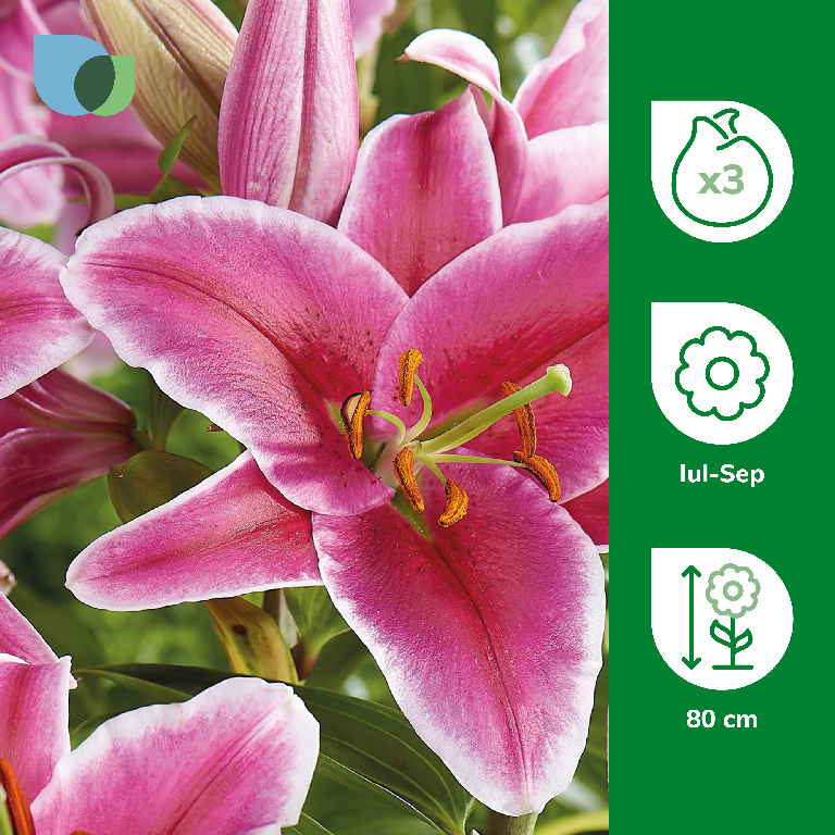 Bulbi Crin Imperial Lily El Capitan, roz