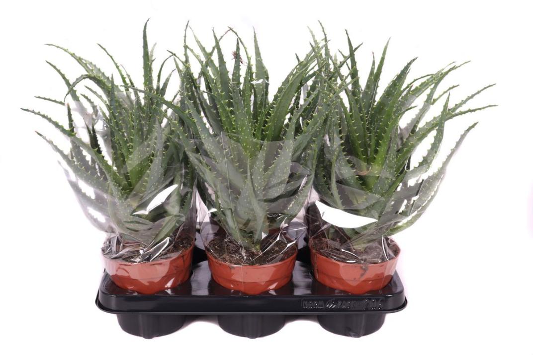 Planta Interior Aloe