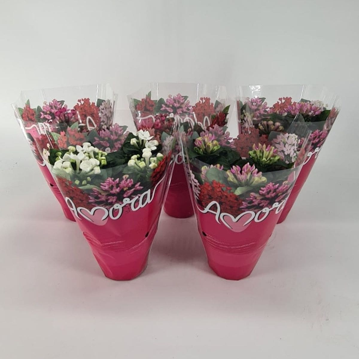 Floare De Colibri Bouvardia