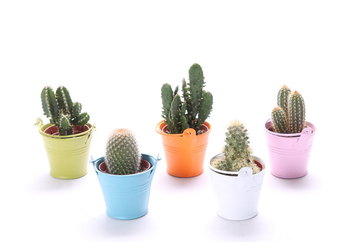 Cactus