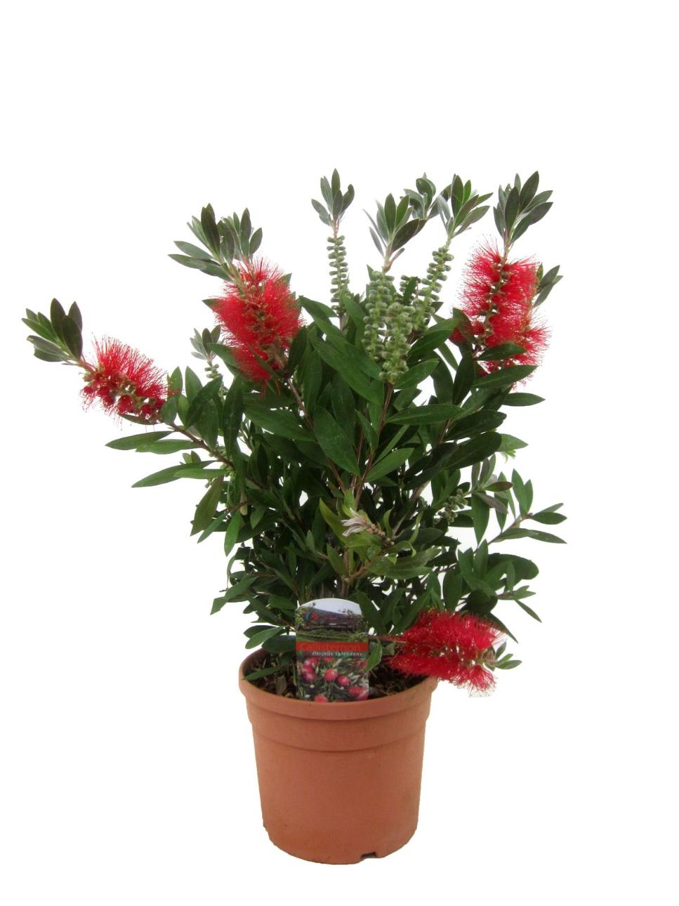 Callistemon Laevis 50 60 cm In Ghiv.