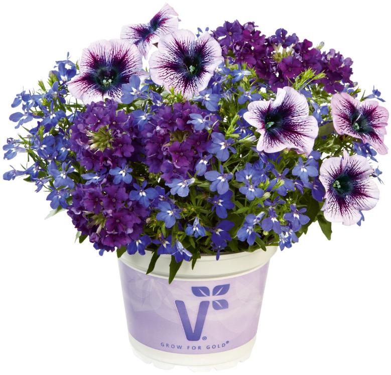Planta Ext.Checkies Caledo. 18 25 cm