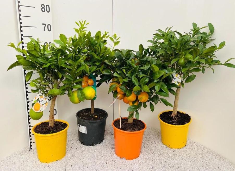 Citrus 1 Tija