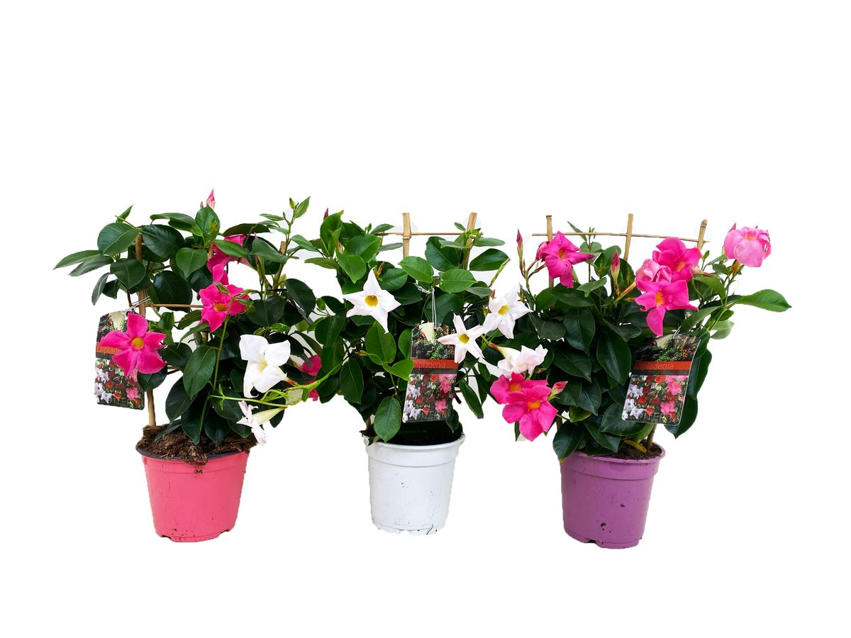 Planta Exterior Dipladenia 40 45 cm