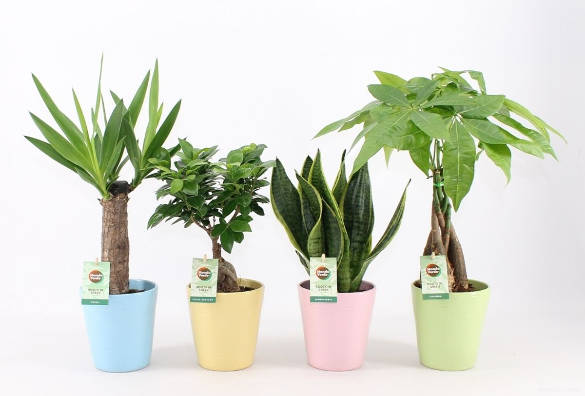 Planta Suculenta In Ghiveci Ceramic