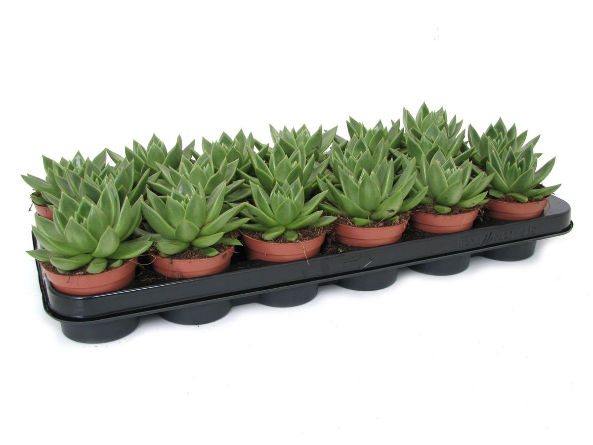 Planta Succul. Echeveria Agavoides