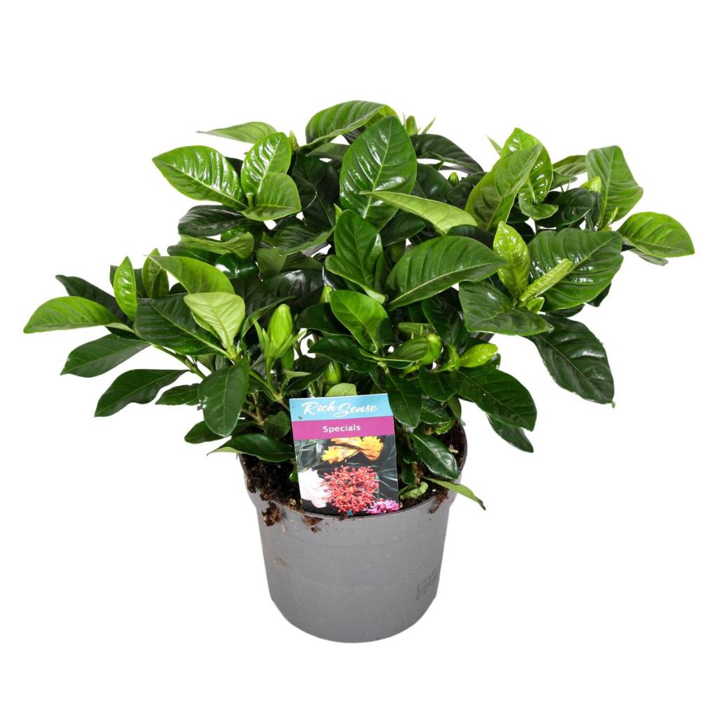 Gardenia Iasomie