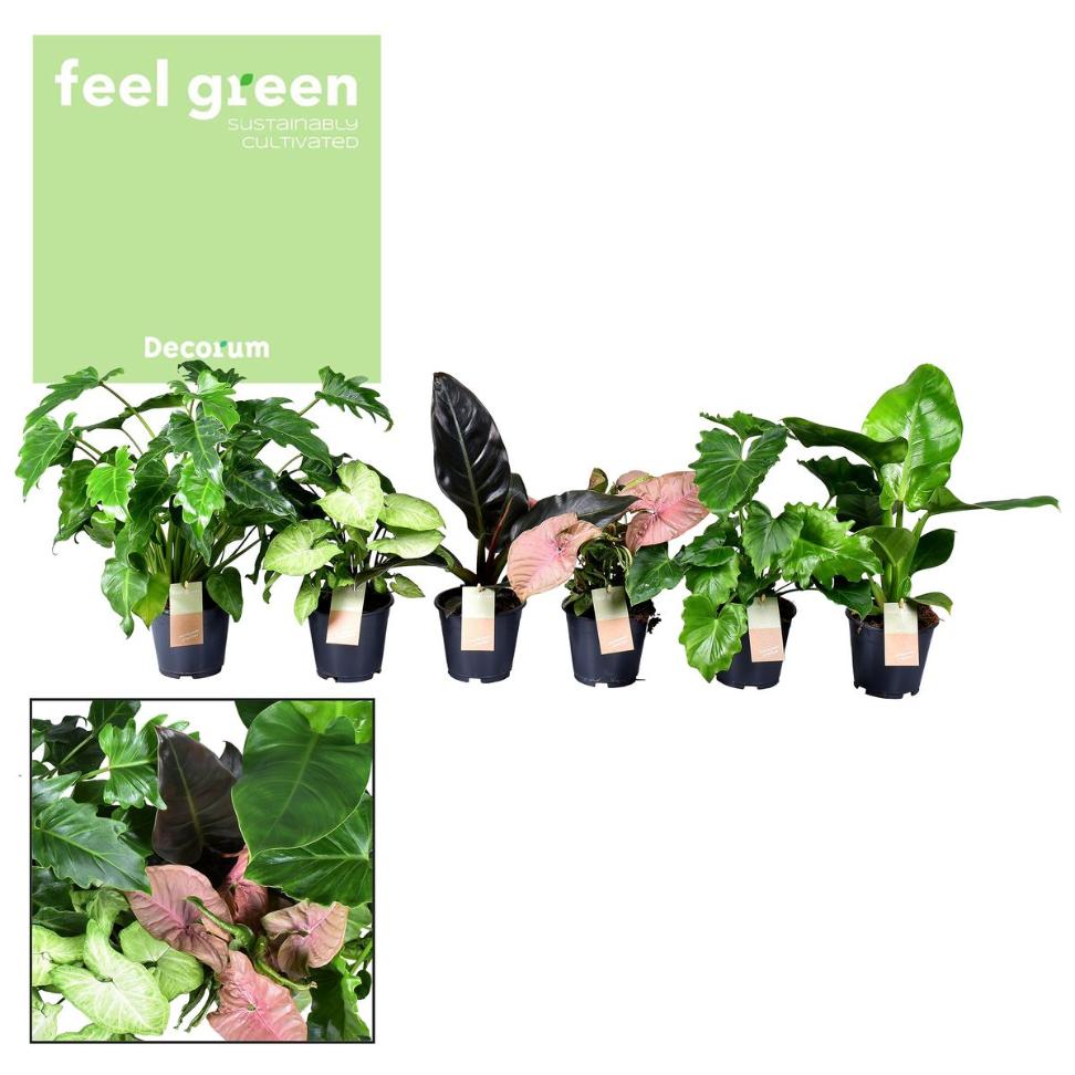 Planta Feel Green