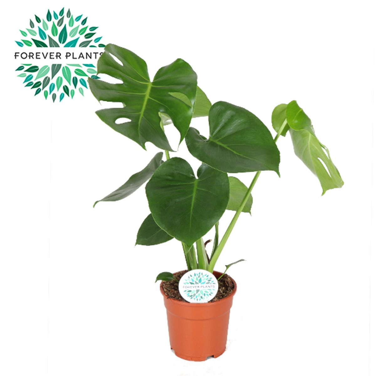 Planta Interior Monstera Deliciosa