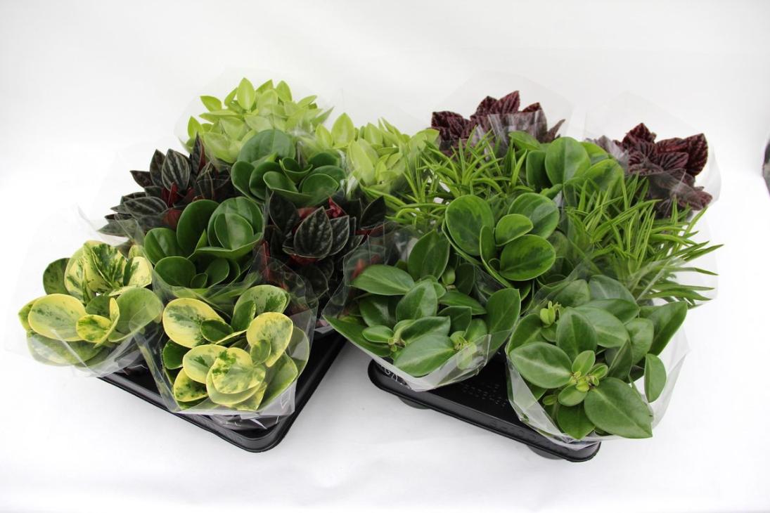 Planta Peperomia