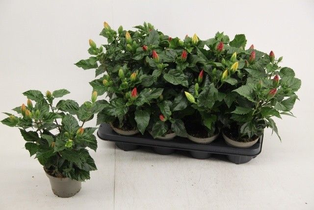 Mix Hibiscus
