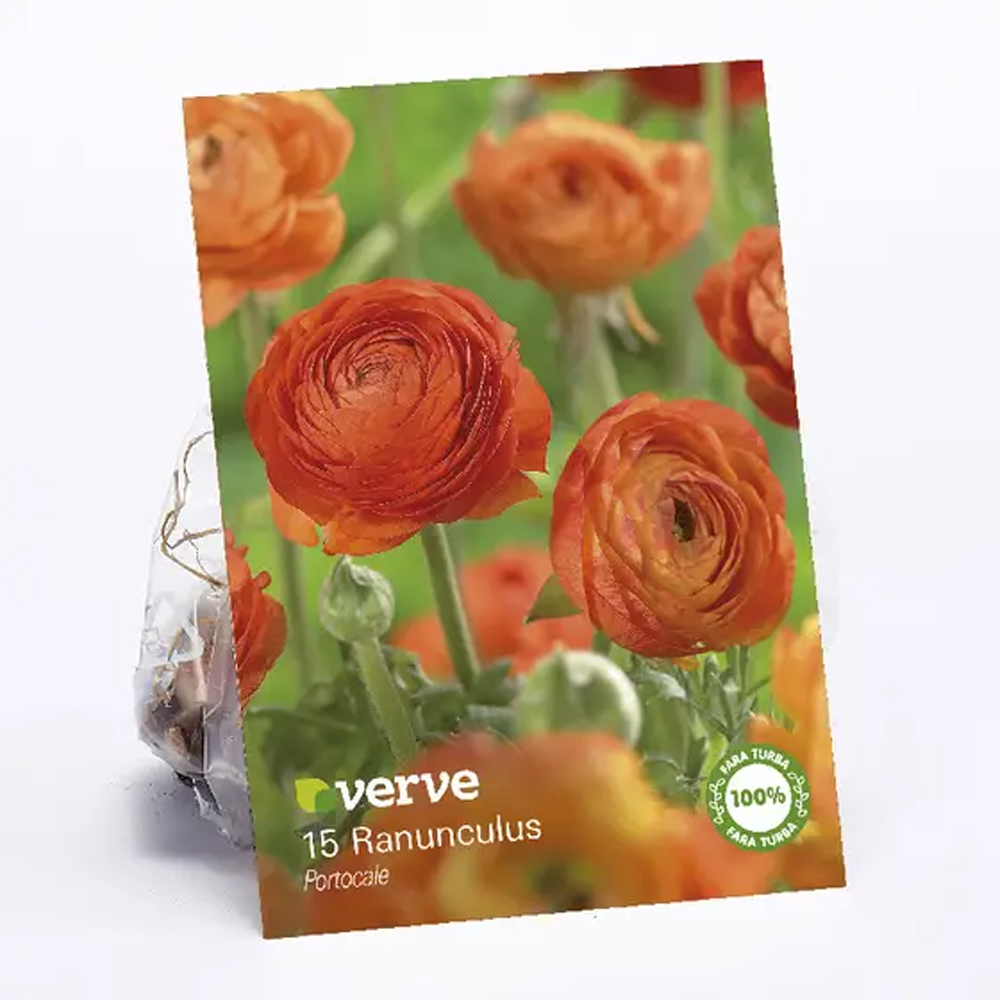 Bulbi Ranunculus, portocaliu