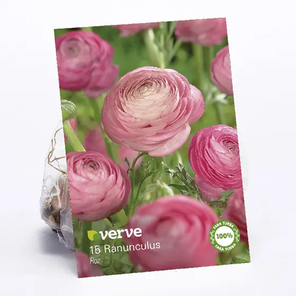 Bulb Ranunculus VERVE, roz