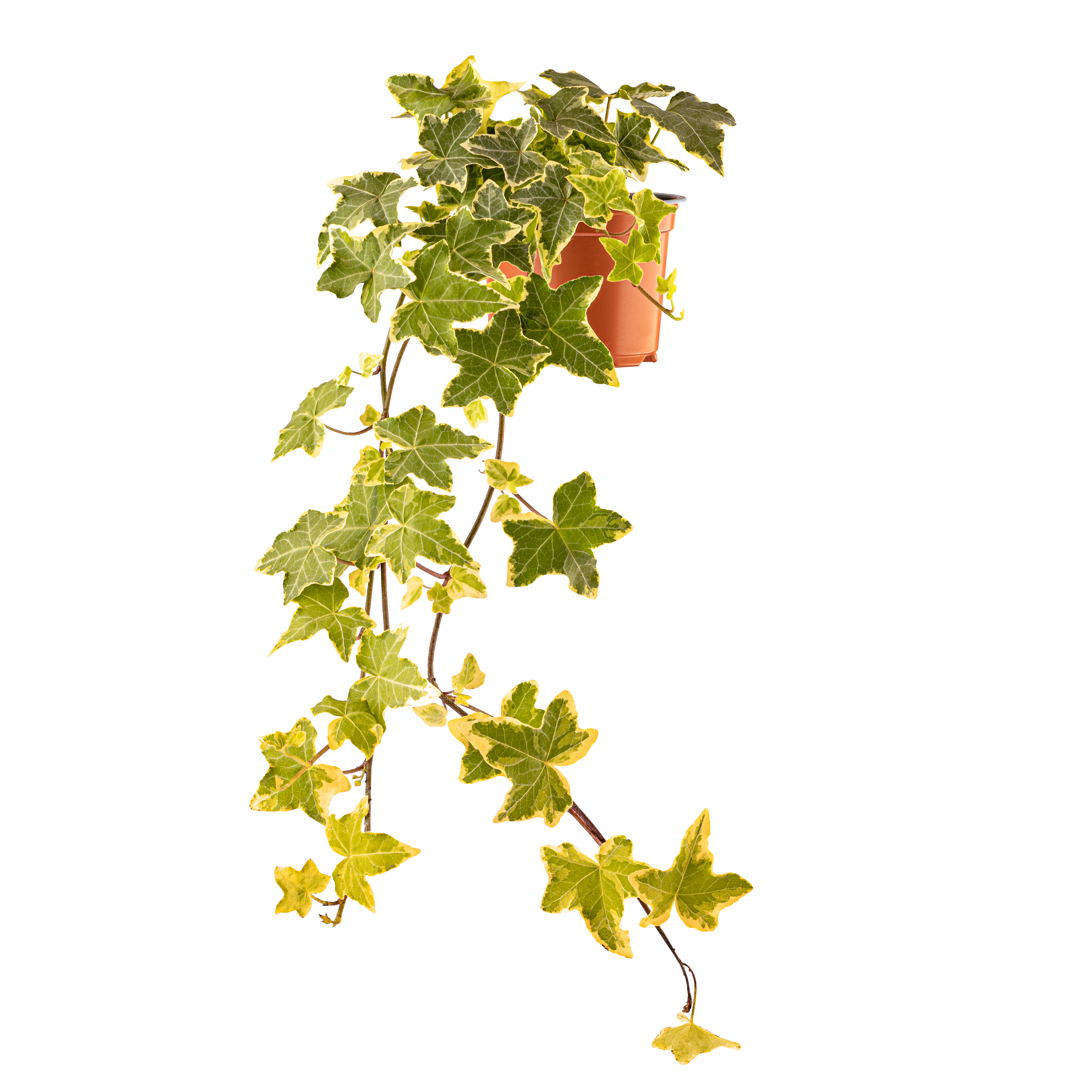 Hedera D10.5