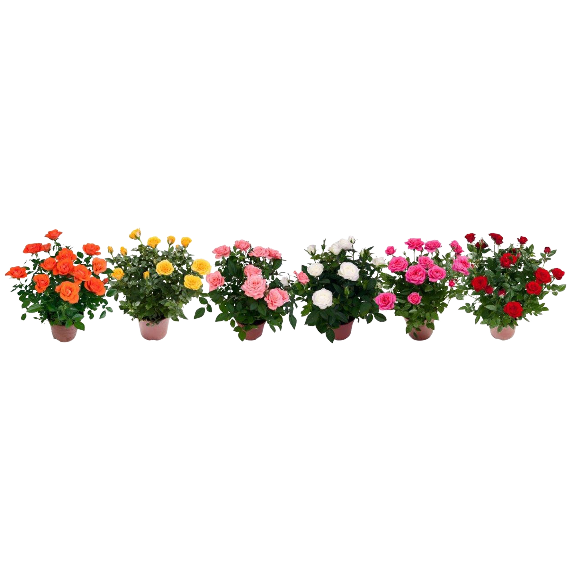 Mix trandafir, in ghiveci, H 30 cm, D 13 cm