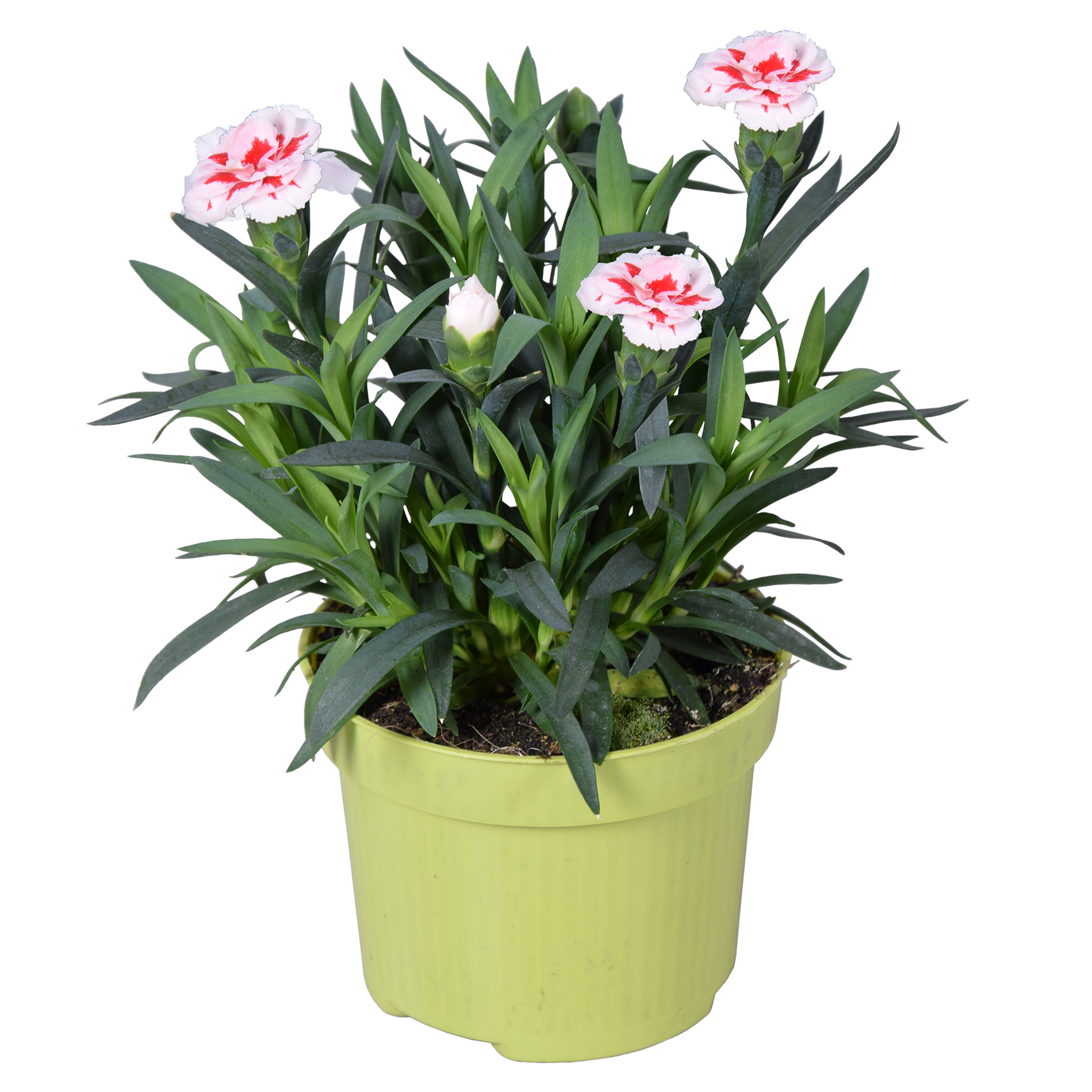 Floare mix Dianthus, in ghiveci, 10.5 cm