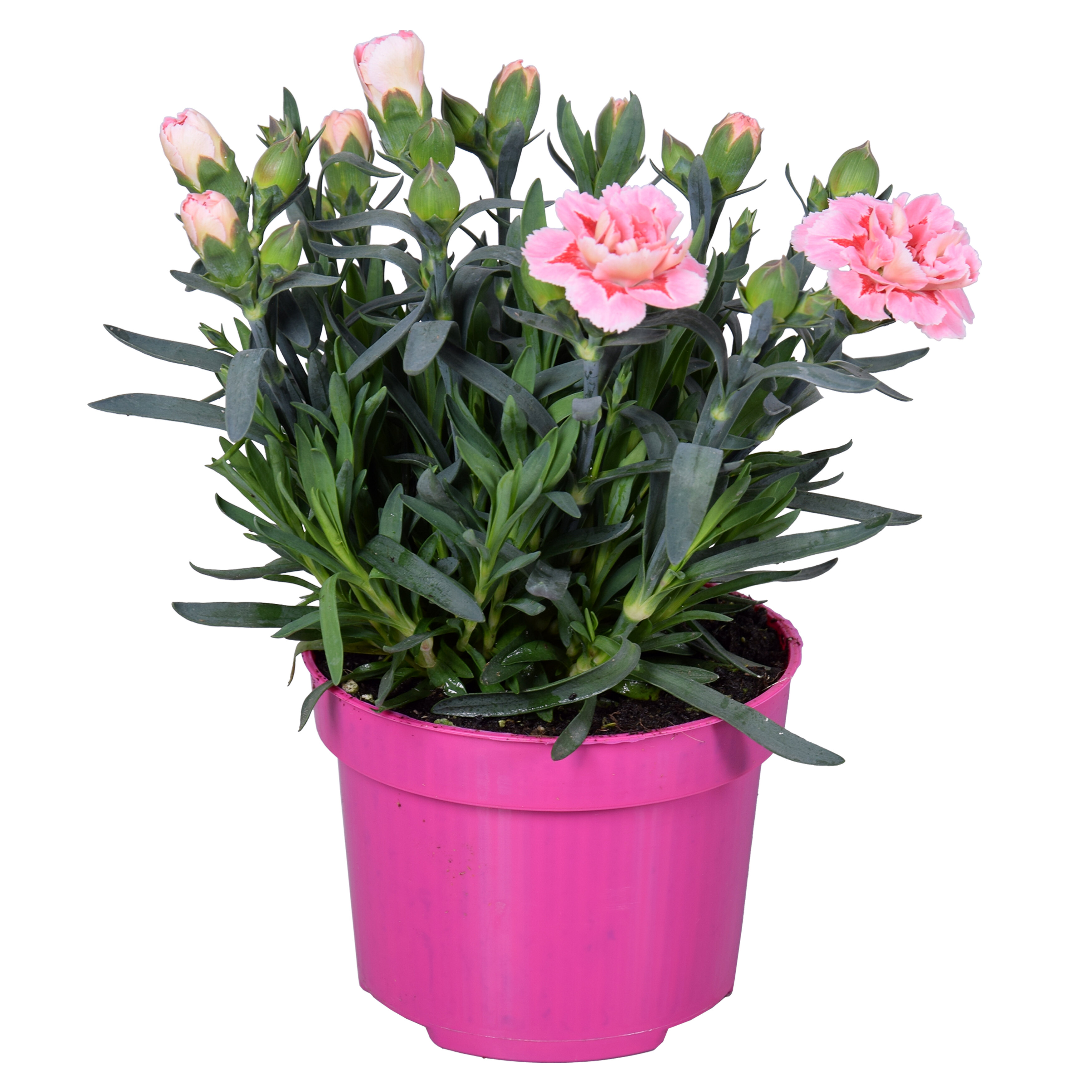 Floare mix Dianthus, in ghiveci, 10.5 cm