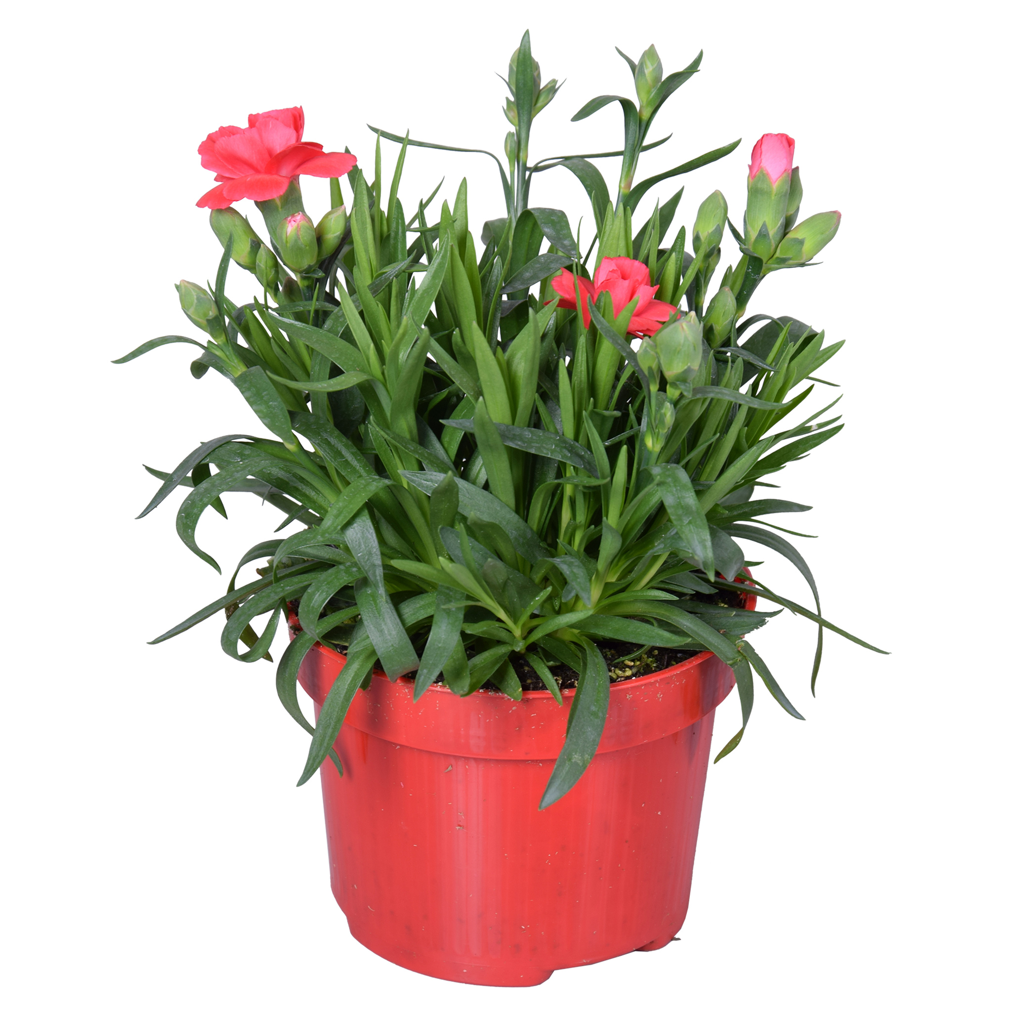 Floare mix Dianthus, in ghiveci, 10.5 cm