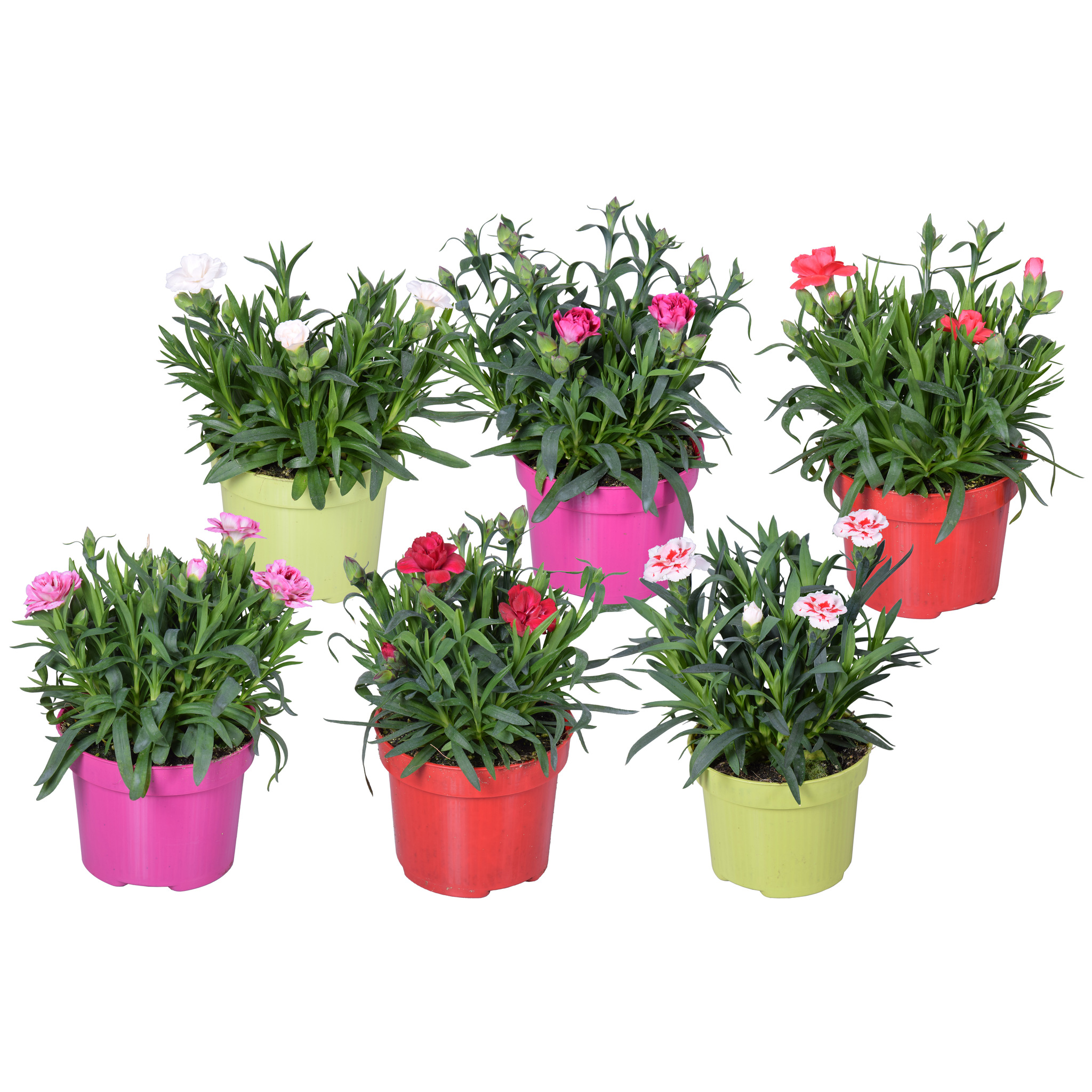 Floare mix Dianthus, in ghiveci, 10.5 cm