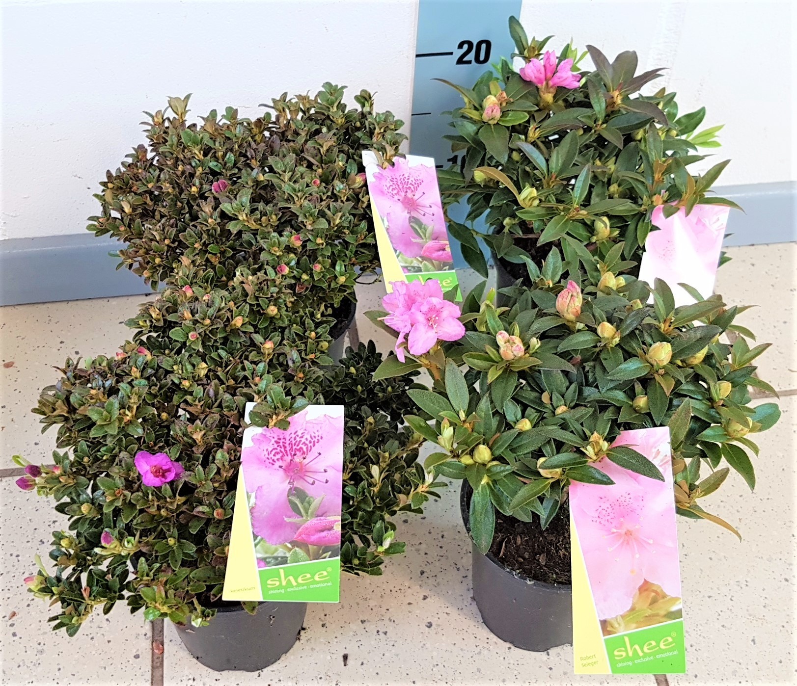 Mix Rhododendron, in ghiveci, 11 cm